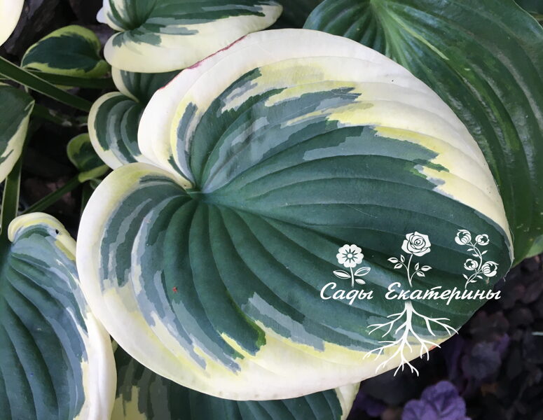  № 286  "Li'l Abner"