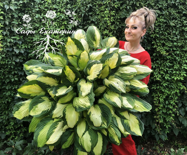  №54 Captain Kirk  ( Кэптен Кирк )