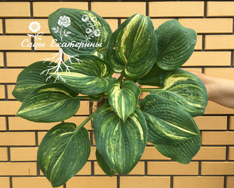  № 129  Well Shaked 