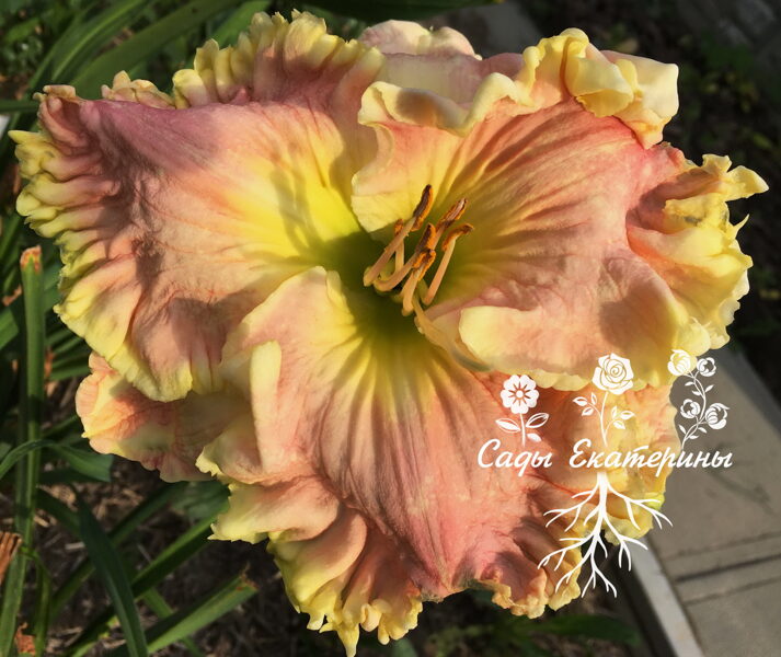 № 494   "Curvaceous Flare"