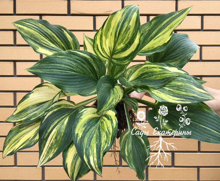  № 147  "Free Jazz"