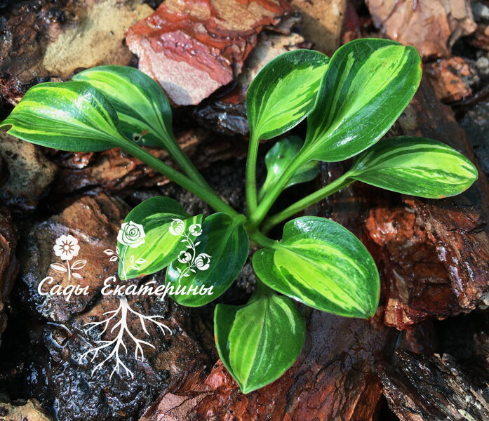  № 60  Mouse of Mars