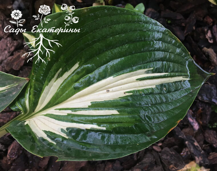  № 342   Sharp Dressed Man