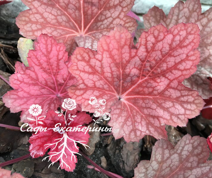  № 103  Maroon Blush