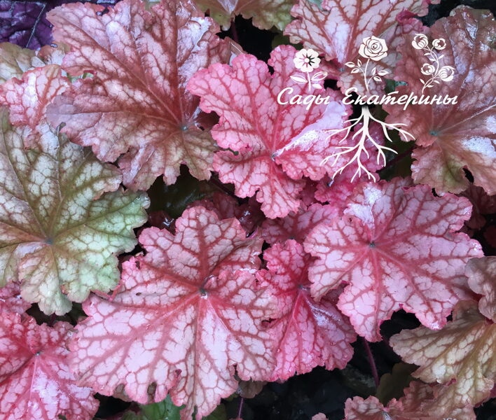  № 97  Peachberry Ice