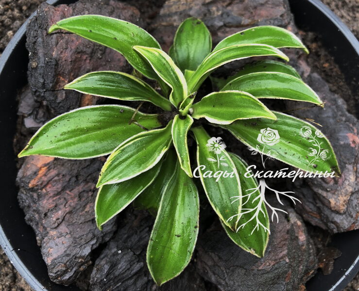 № 54   Pierced Mouse Ears