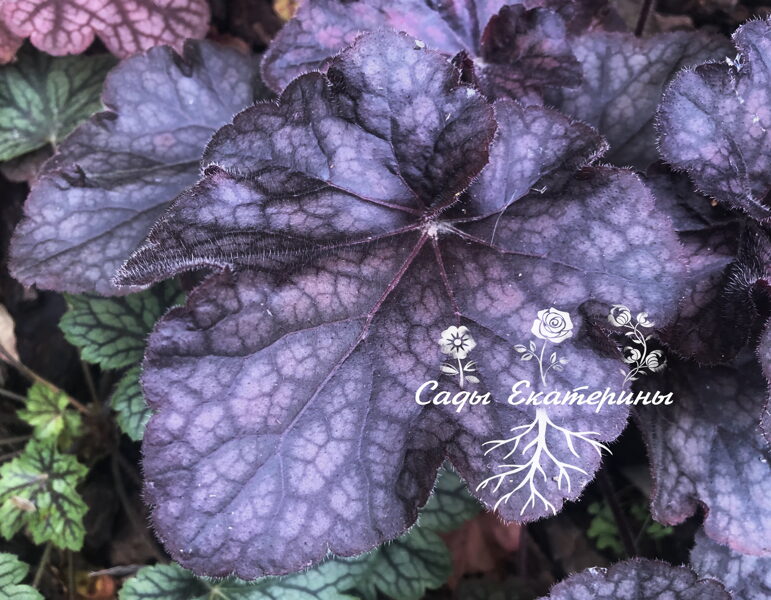  № 149  Grande Black