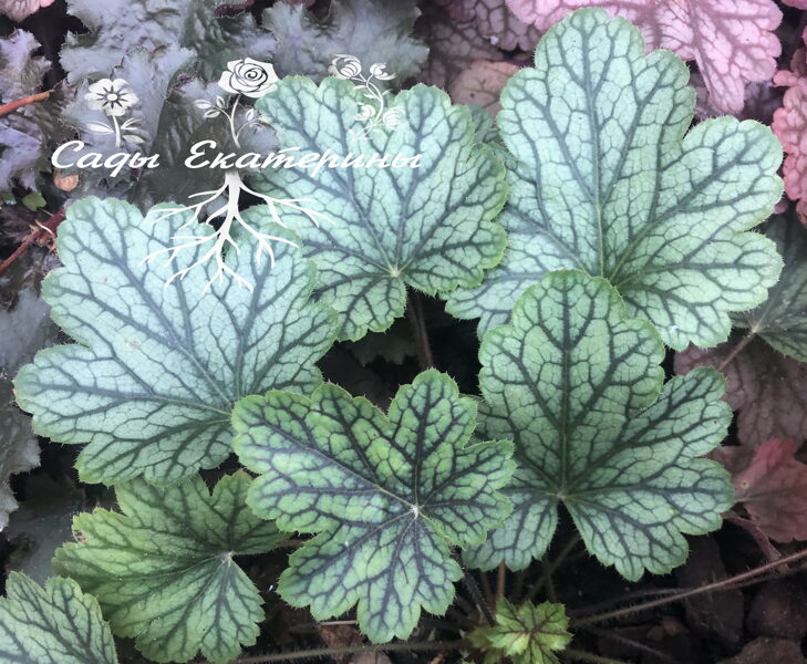  № 148 Rex Peppermint