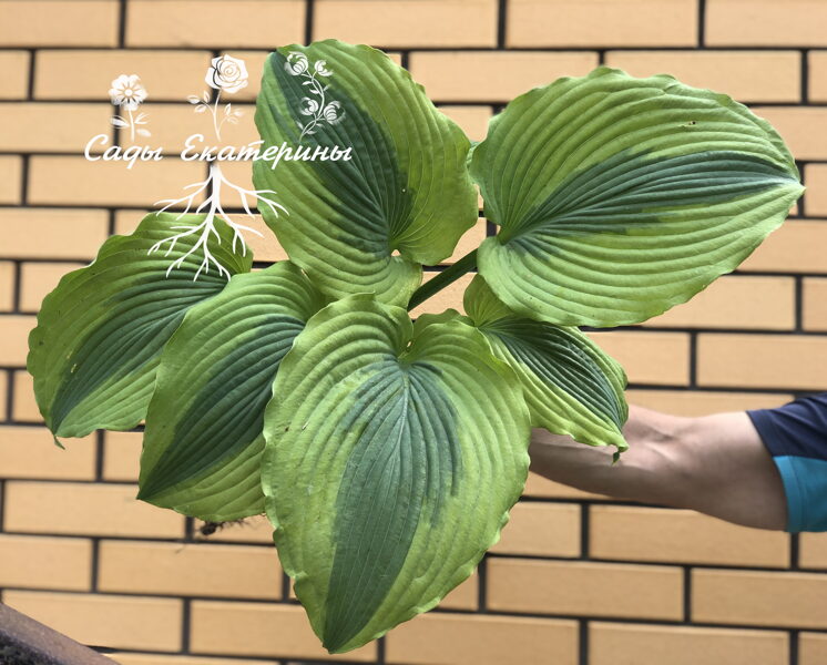 №64  Goodness Gracious ( Гуднес Грациоус )