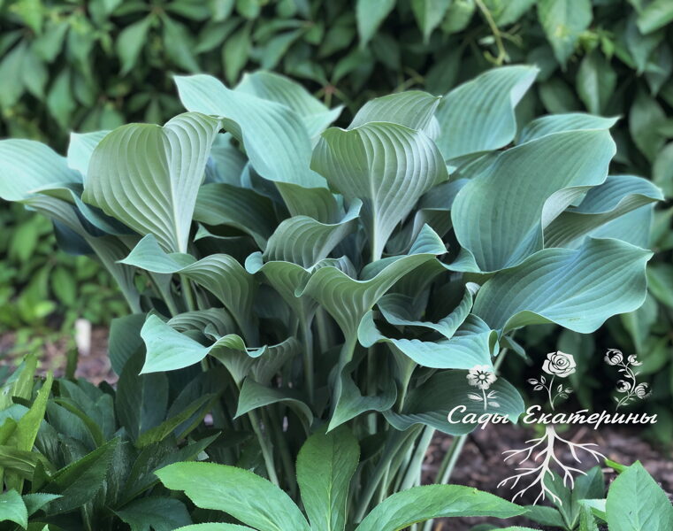 №33 Krossa Regal ( Кросса Регал )