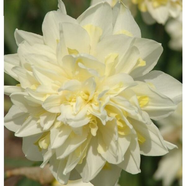  № 15  irene copeland