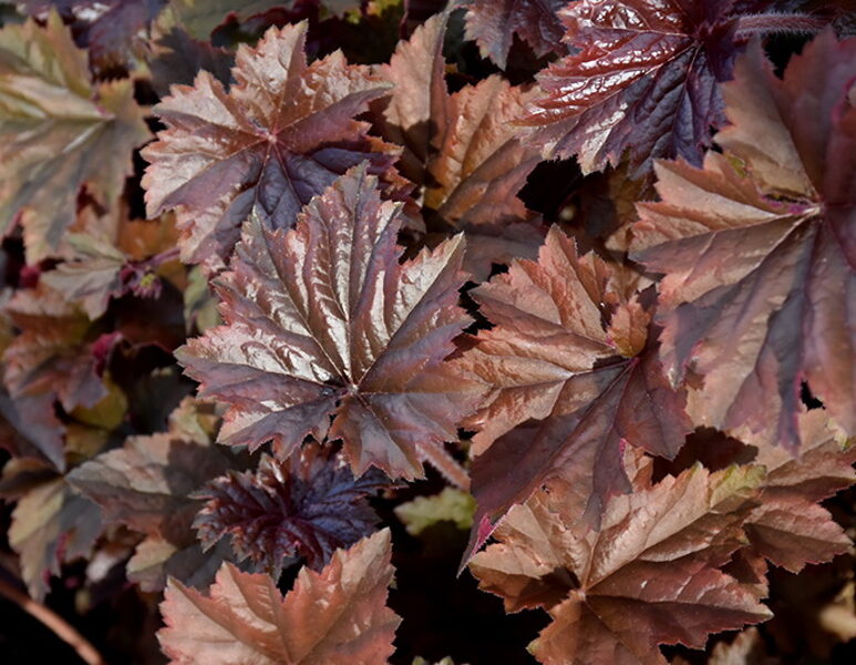 № 183  Bronze Wave