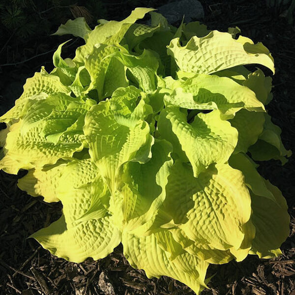  № 419  Karma Chameleon 