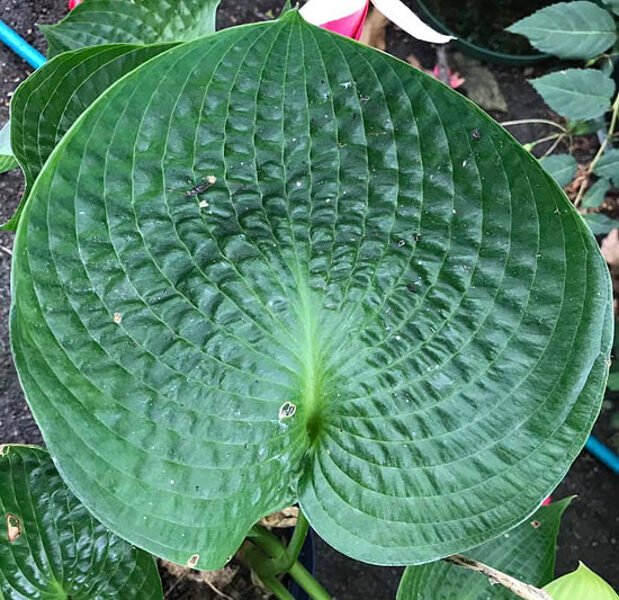  № 394  'Kiwi Green Gourd'