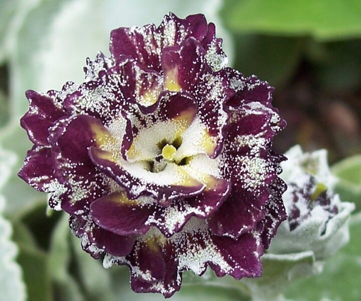 № 86 "Merelin Stripe" primula auricula