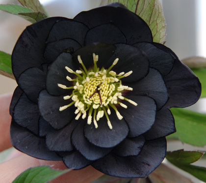 №14 'Double Black'