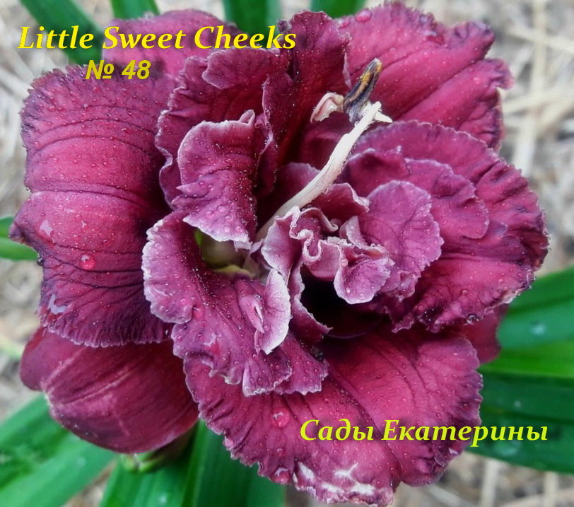 №48 Little Sweet Cheeks 