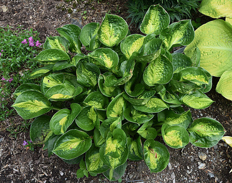  № 236   Pocketful of Sunshine 