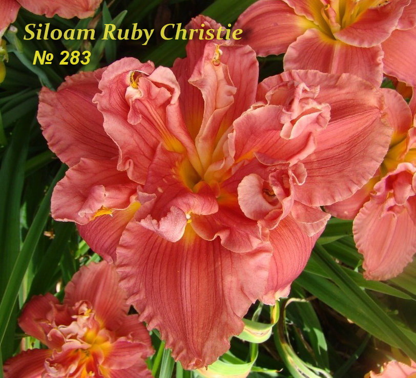 №283 Siloam Ruby Christie