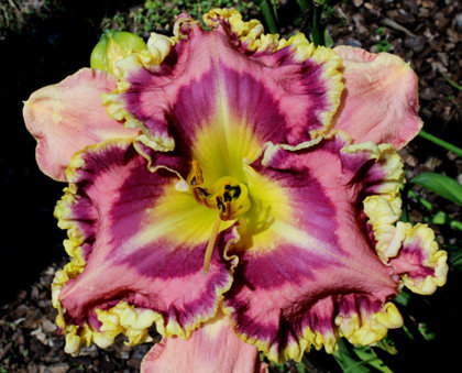 № 425 Venetian Ruffles
