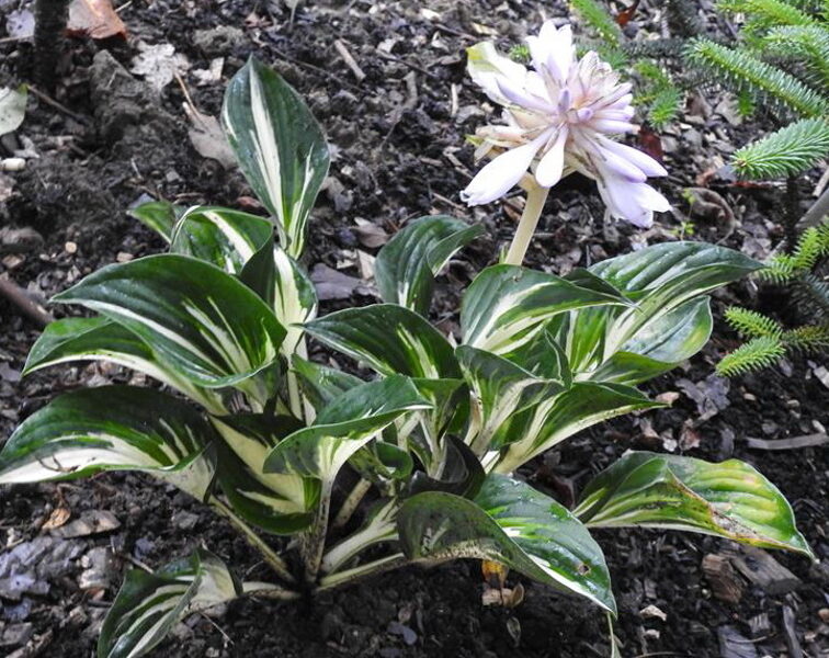 №30 Sting ( Стинг)