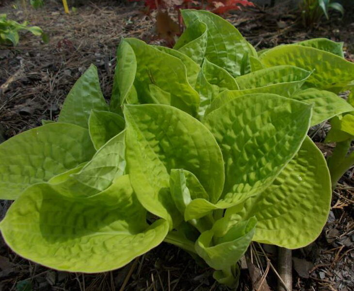  № 198  Eye Catcher