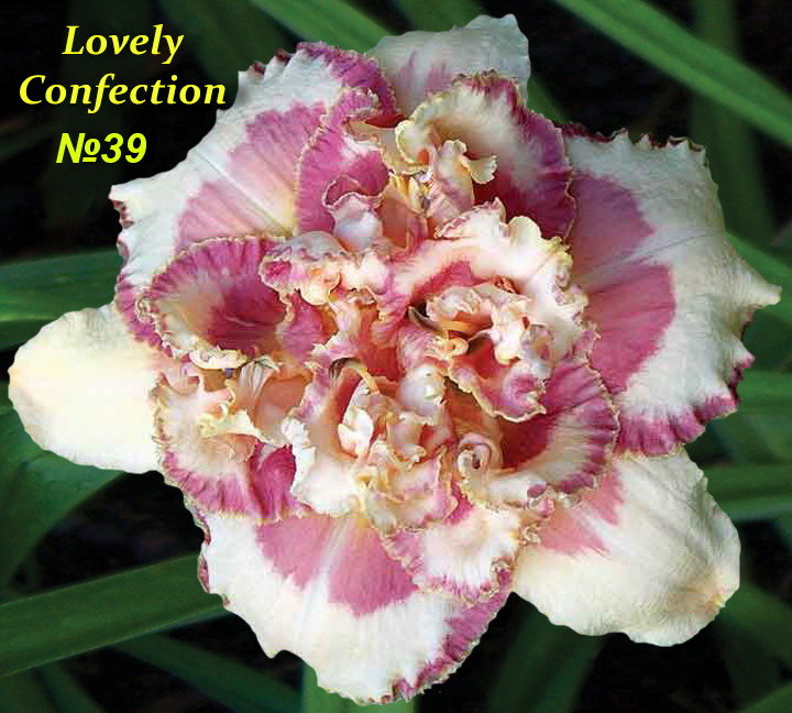 №39 Lovely Confection