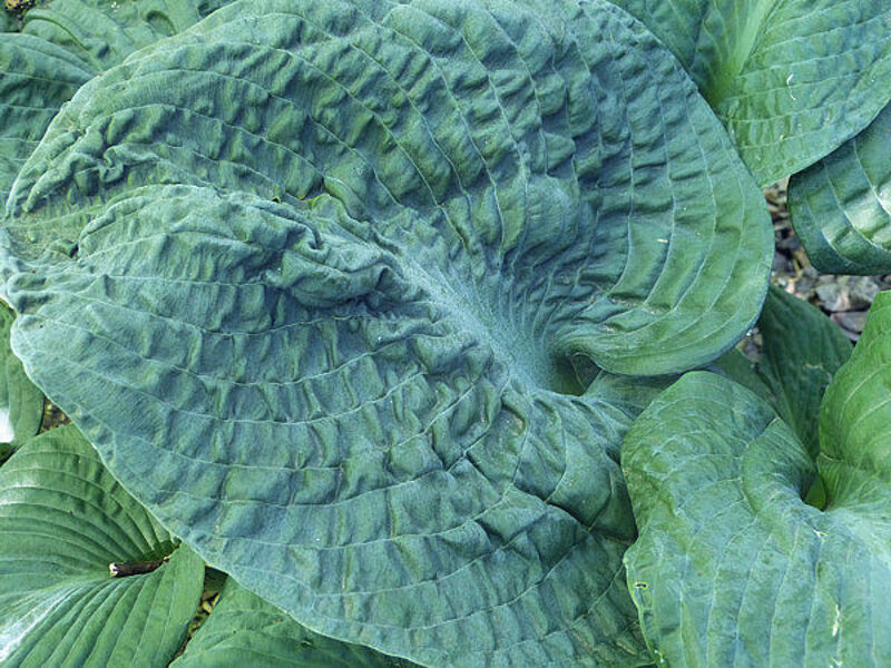  № 293  Blueberry  Waffles 