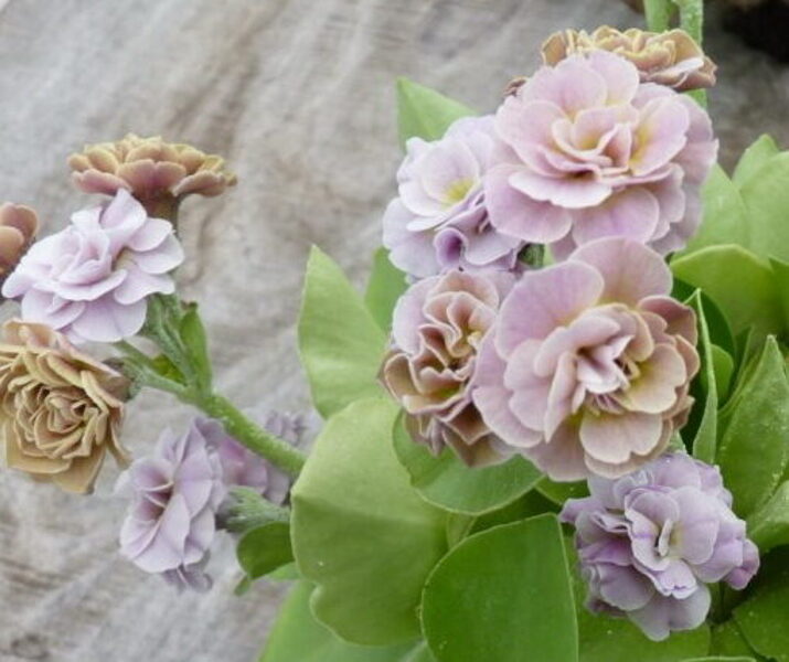 № 83 "Sweet Caramel " primula auricula