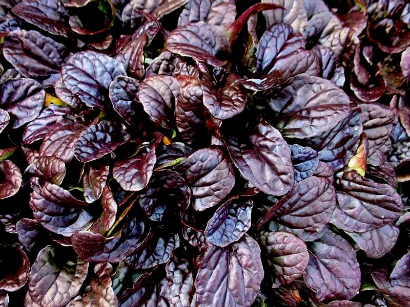  № 15  Mahogany живучка 