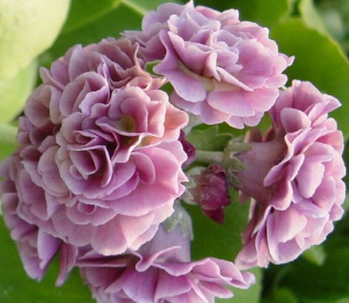  № 62 "Susannah" primula auricula