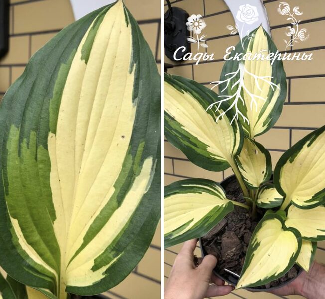  № 343  Marbled Cream Elite