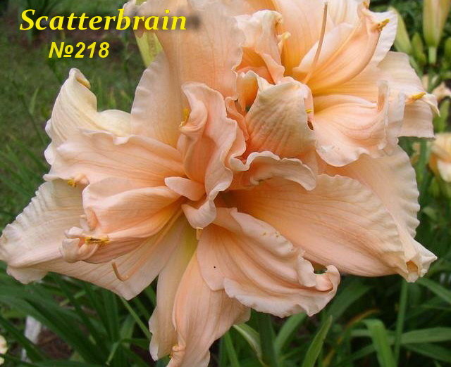 №218 Scatterbrain ( Скатербрайн )