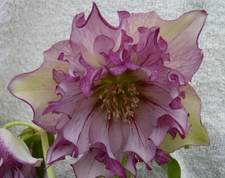 № 54 Double Strain - Veined