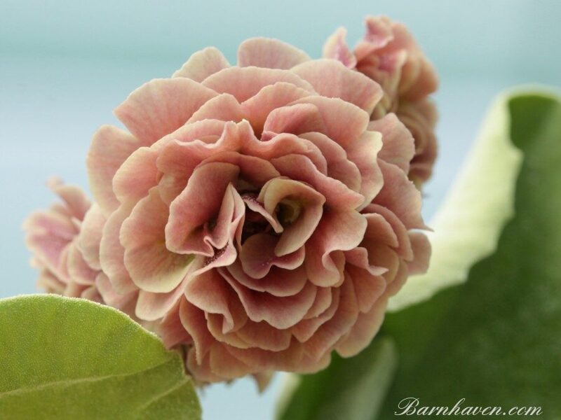 № 61 "Samantha"  primula auricula