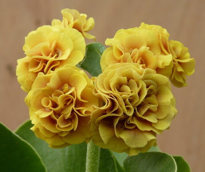 № 100 "Carmel" primula auricula