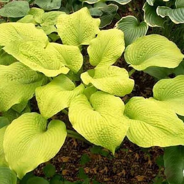  № 413  Sutter’s Mill