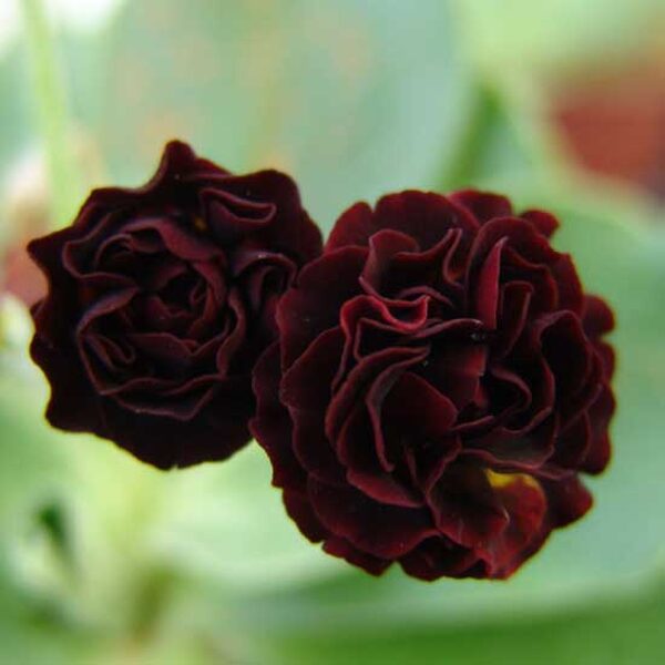  № 12  "Forest Glade" primula auricula