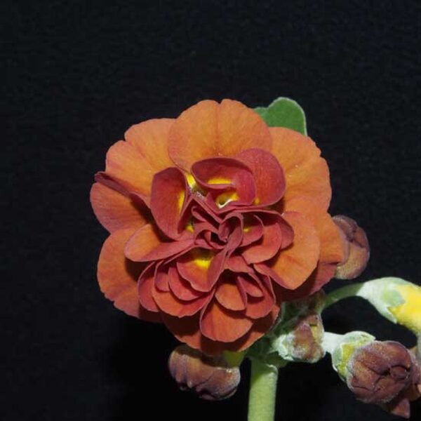  № 32  "Forest Pecan"  primula auricula