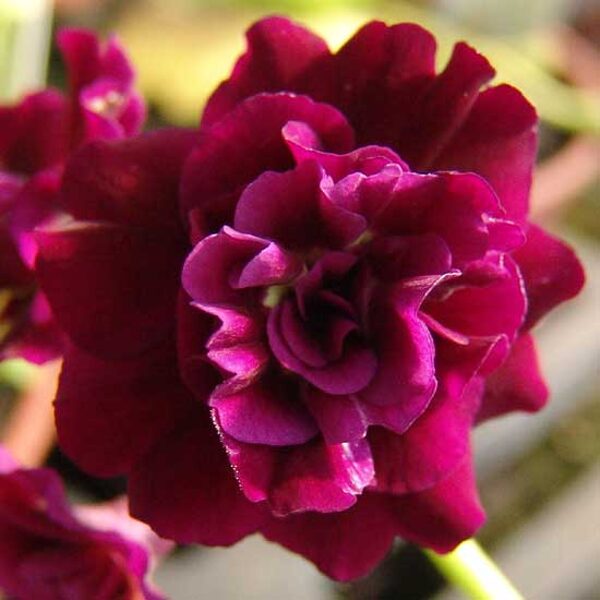  № 42 "Friskney"  primula auricula