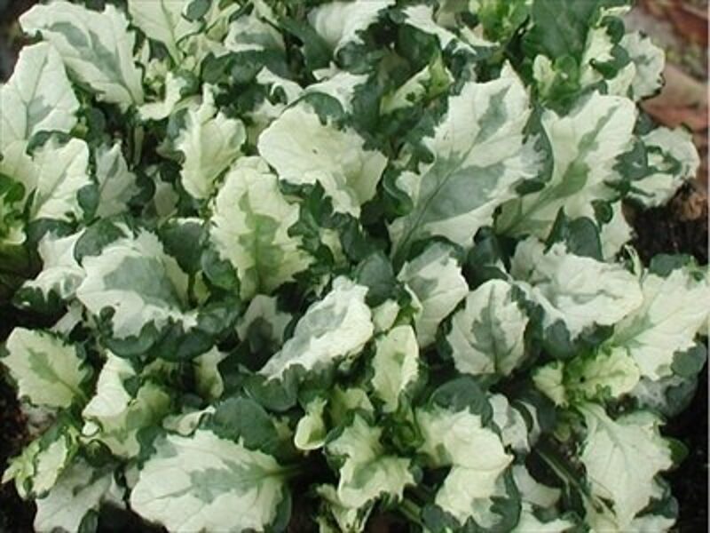  № 16 Arctic Fox  живучка 