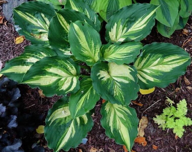 №50 Lakeside Paisley Print (Лейксайд Пейсли Принт)