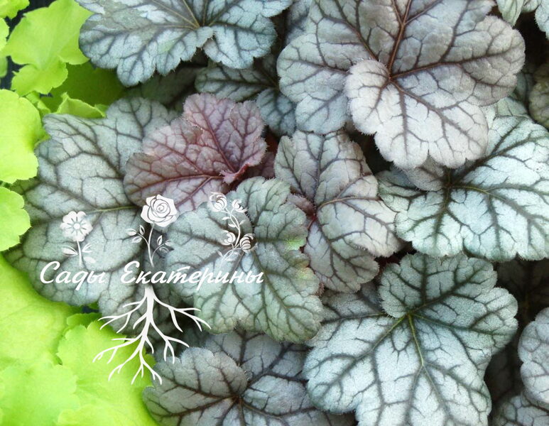 № 133 Cinnabar Silver