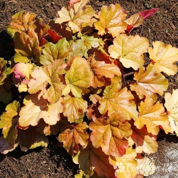    № 254  Coffee Bean