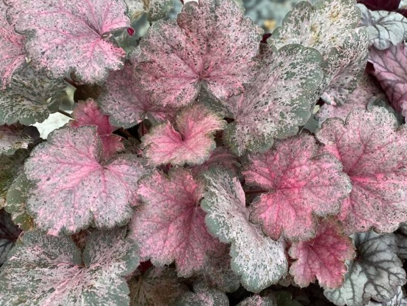  № 218  Pinky Panky