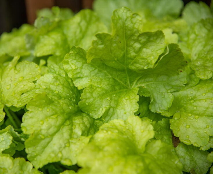   № 187 Lime Americano 