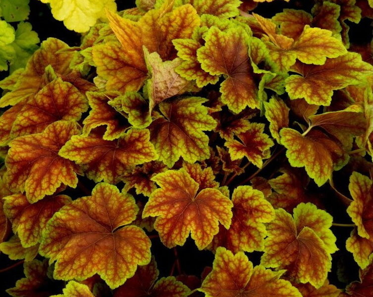 № 210 Citrus Schock