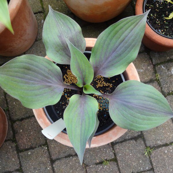  № 363  Holar Purple Flash 