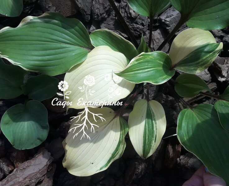 № 119 Exotic Treasure