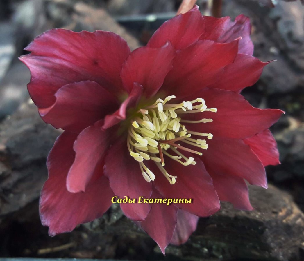 № 43 Harvington Double Red